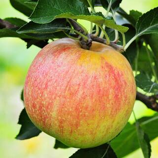 Gala Apple #1 Gal. Potted Tree APPGAL01G