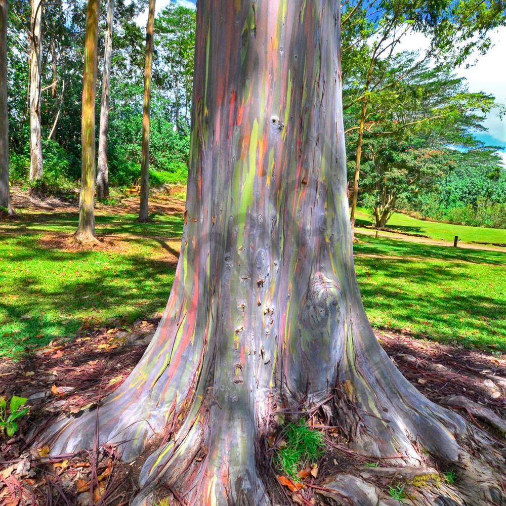 Wekiva Foliage Rainbow Eucalyptus Tree - Live Plant in a 1 Gallon Pot - Eucalyptus Deglupta - Rare and Exotic Ornamental Tree RainbowEucalyptusTree1G