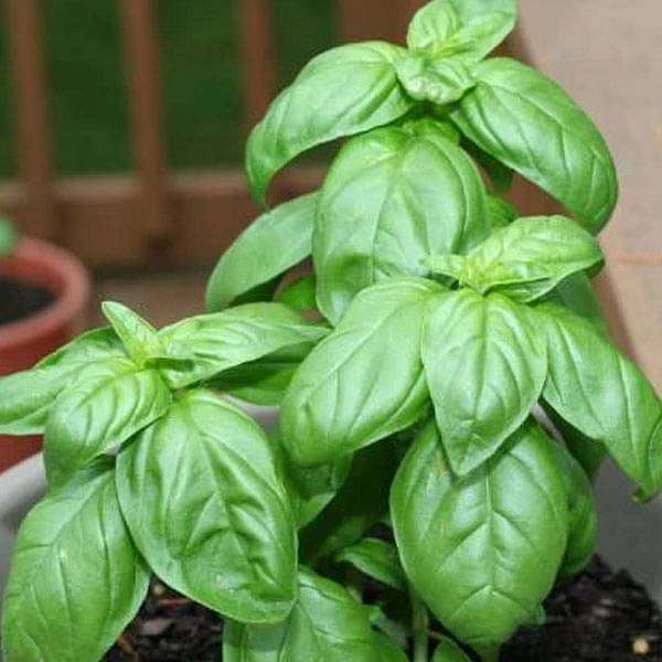 Basil Genovese Green - Herb Seeds