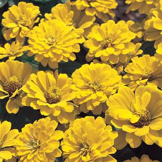 4.5 in. Yellow Zinnia Plant 6677