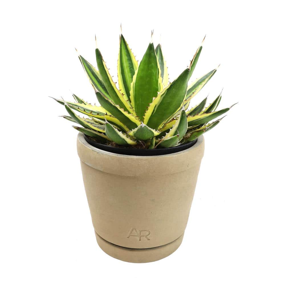 ALTMAN PLANTS Altman Reserve 6 in. Quadricolor Century Plant Succulent (Agave Lophantha) in Cement Pot 0872982