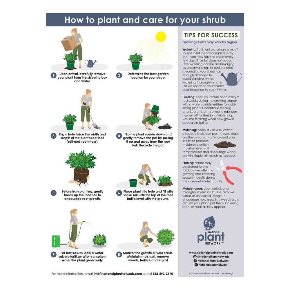 national PLANT NETWORK 2.5 qt. Arborvitae Green Giant Shrub HD7136