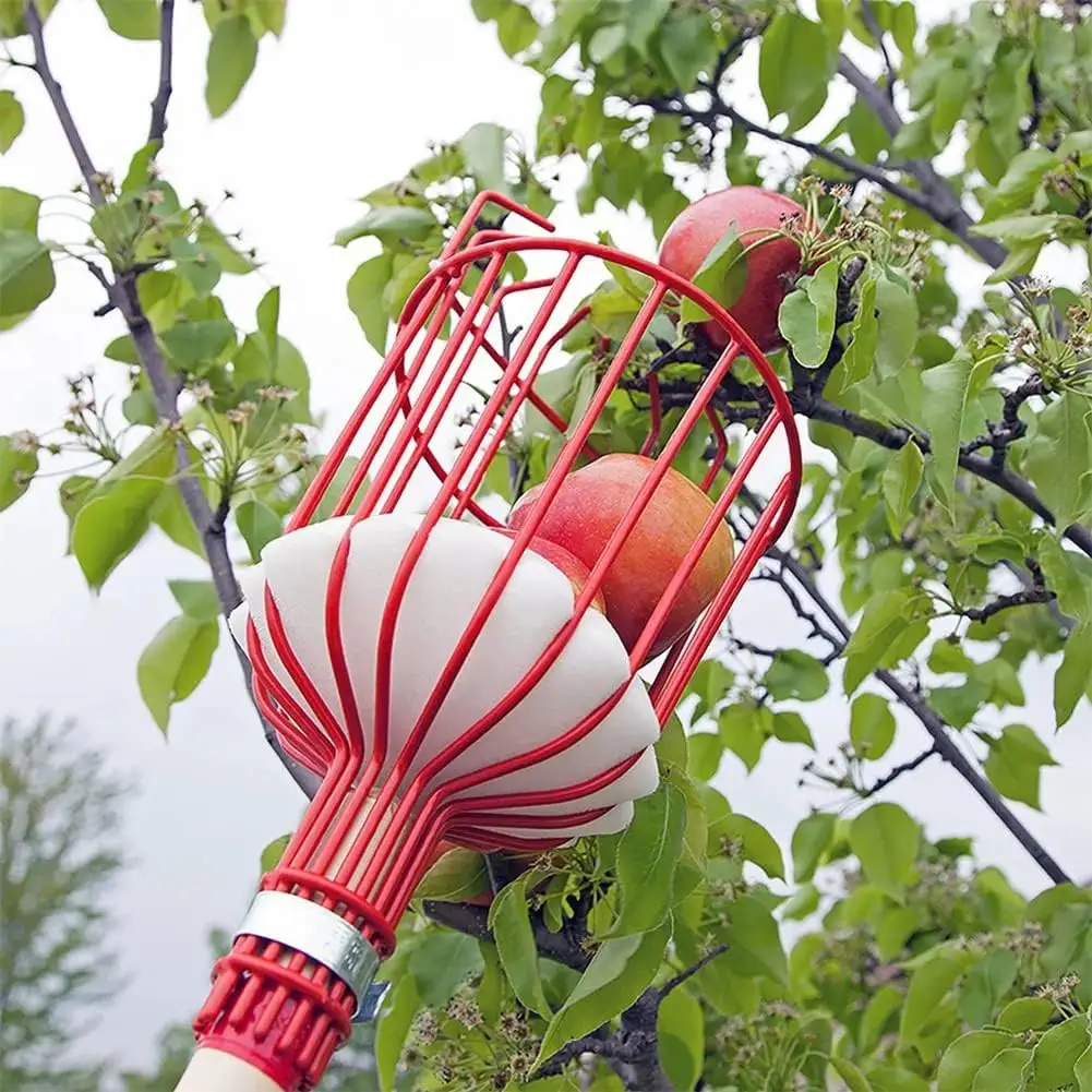 Adjustable Fruits Picker Tool with Stainless Steel Pole and Big Basket  Garden Fruit Catcher Hand Tool  Equipment Tree Picker