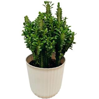 Vigoro 10 in. African Milk Tree (Euphorbia trigona) in Deco Pot 097577