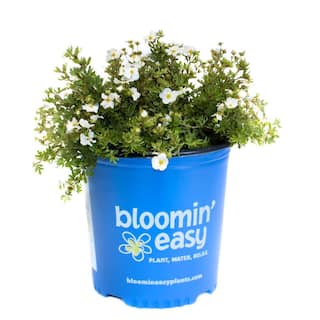 BLOOMIN' EASY 2 Gal. Bella Bianca Potentilla Live Shrub Pure White Flowers DGPE5487