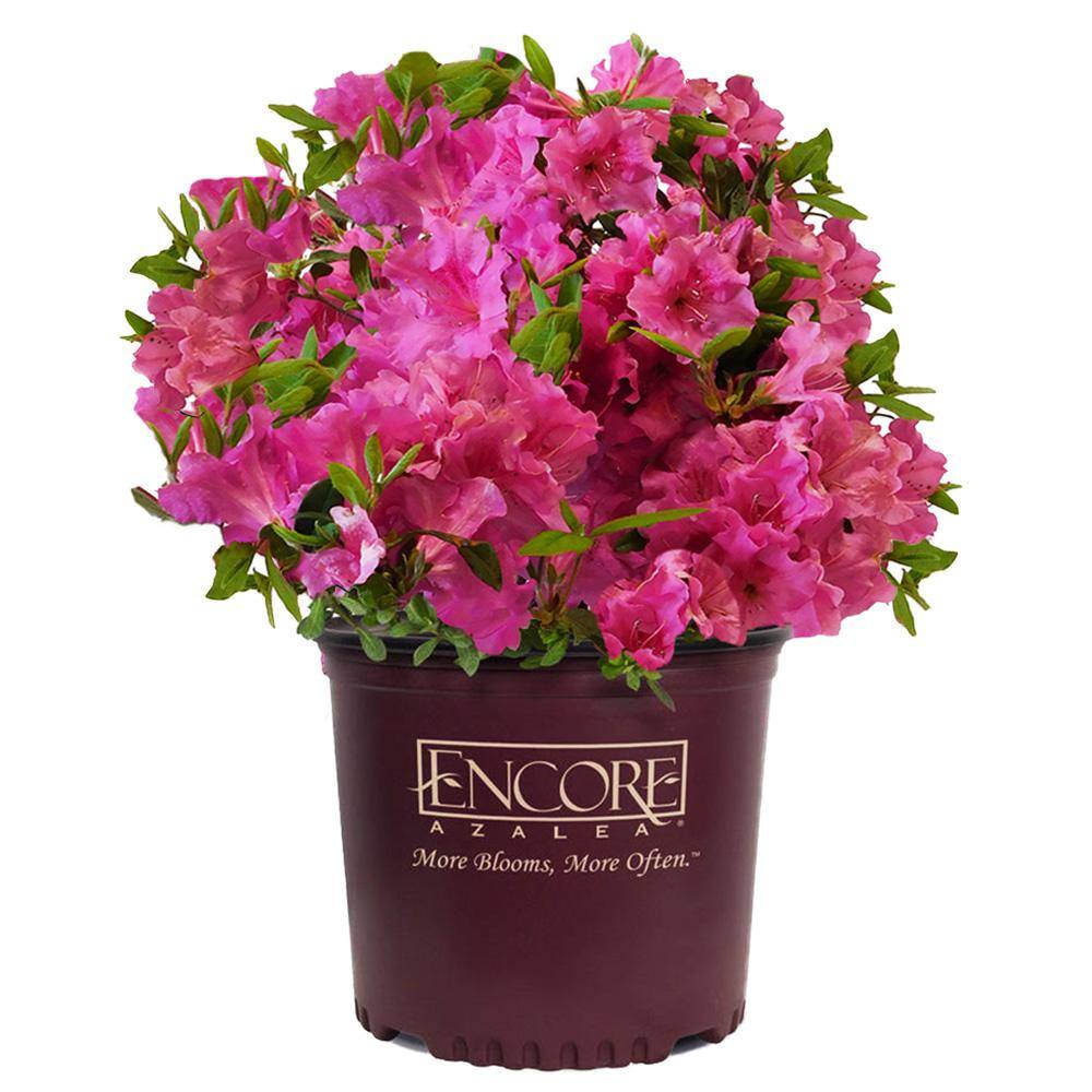 ENCORE AZALEA 1 Gal. Autumn Royalty Shrub with Pink Flowers 10380