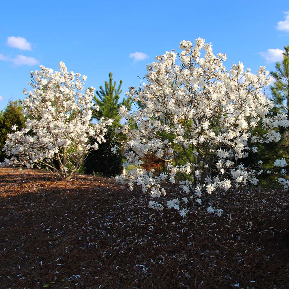 Royal Star Magnolia Tree