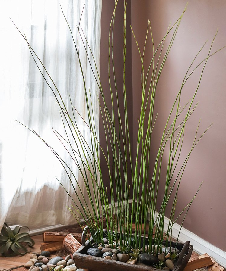 Artificial Faux Rough Horsetail Plant Long Stem 54