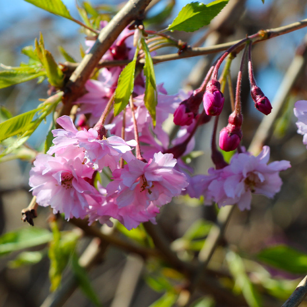 Double Pink Weeping Cherry Tree