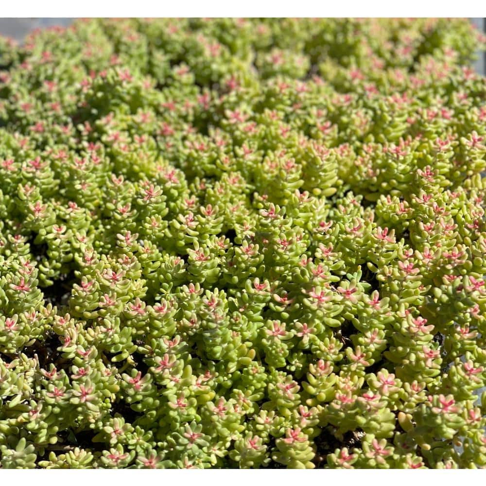 Cesicia Sedum Brevfolium Stonecrop Clumpin Plant (3-Pack) MMPlant01