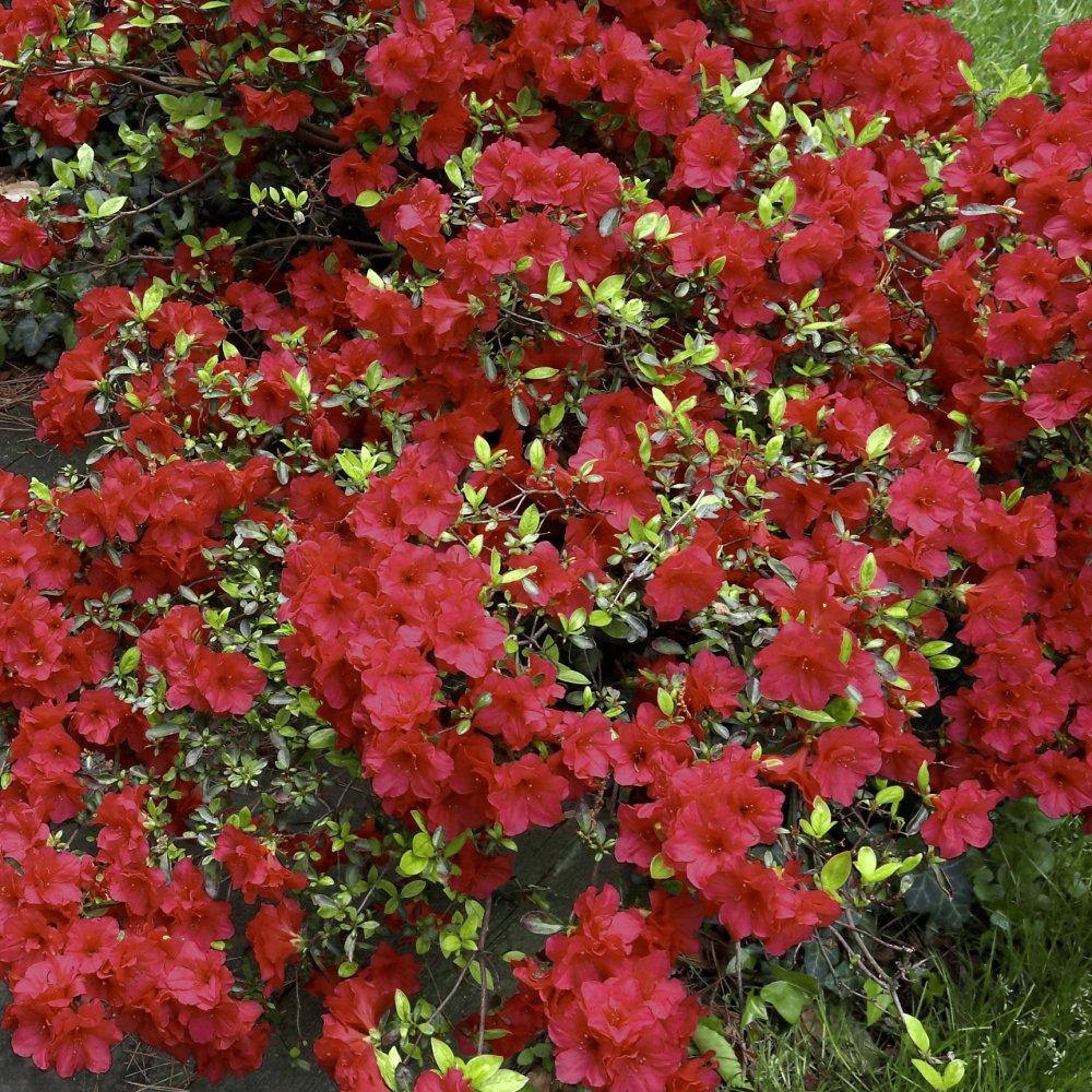 national PLANT NETWORK 2.25 Gal. Girard Crimson Azalea Plant with Red Blooms HD7620