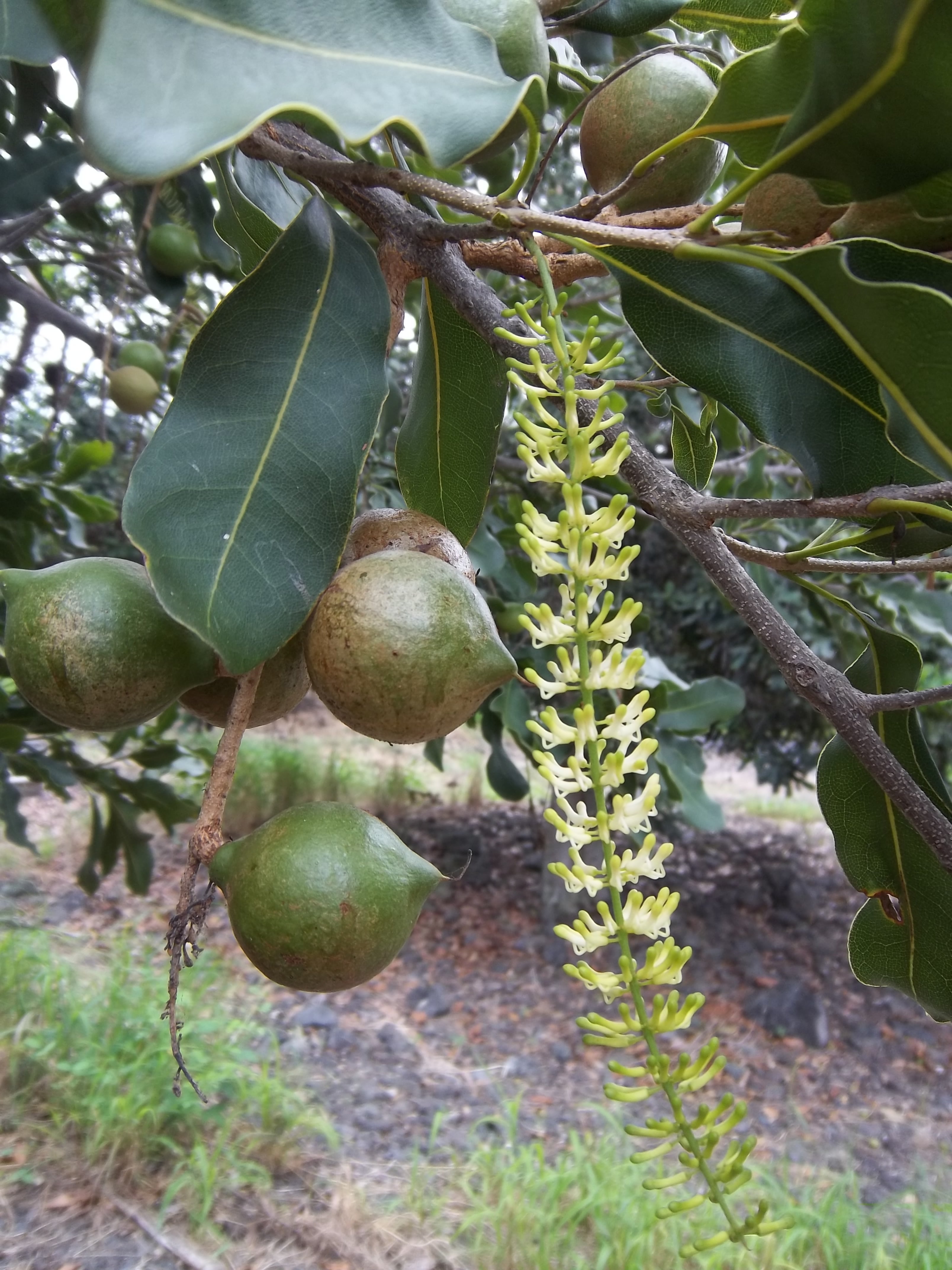 Macadamia Nut Tree - Live Tree in a 1 Gallon Pot - Edible Nut Tree for The Garden and Patio