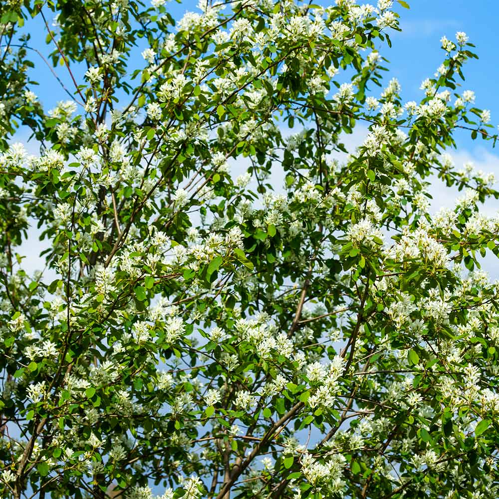 Autumn Brilliance Serviceberry Tree