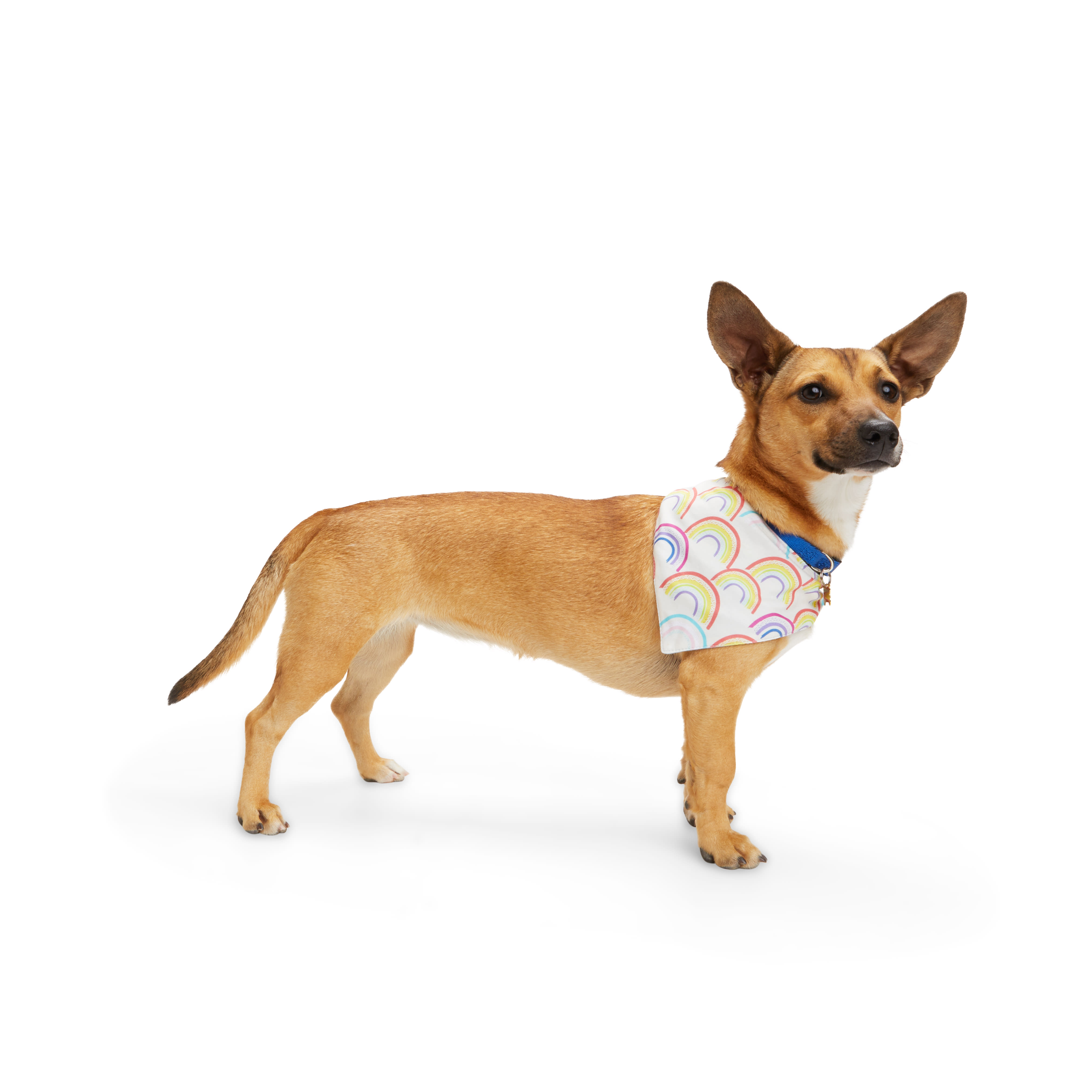 YOULY Blue Pride Reversible Dog Bandana， X-Small/Small