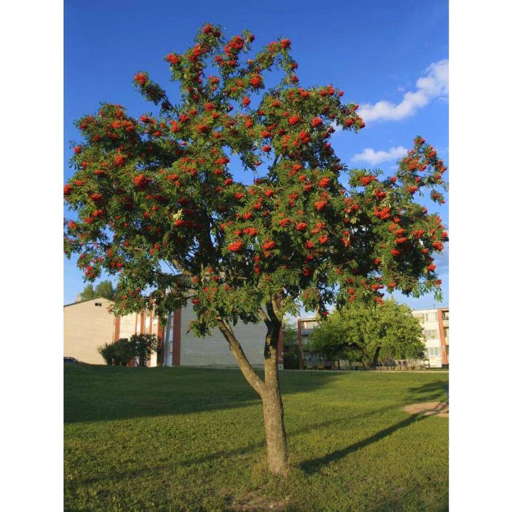 Online Orchards Rowan Mountain Ash Tree (Bare Root 3 ft. to 4 ft. Tall) SHMA001