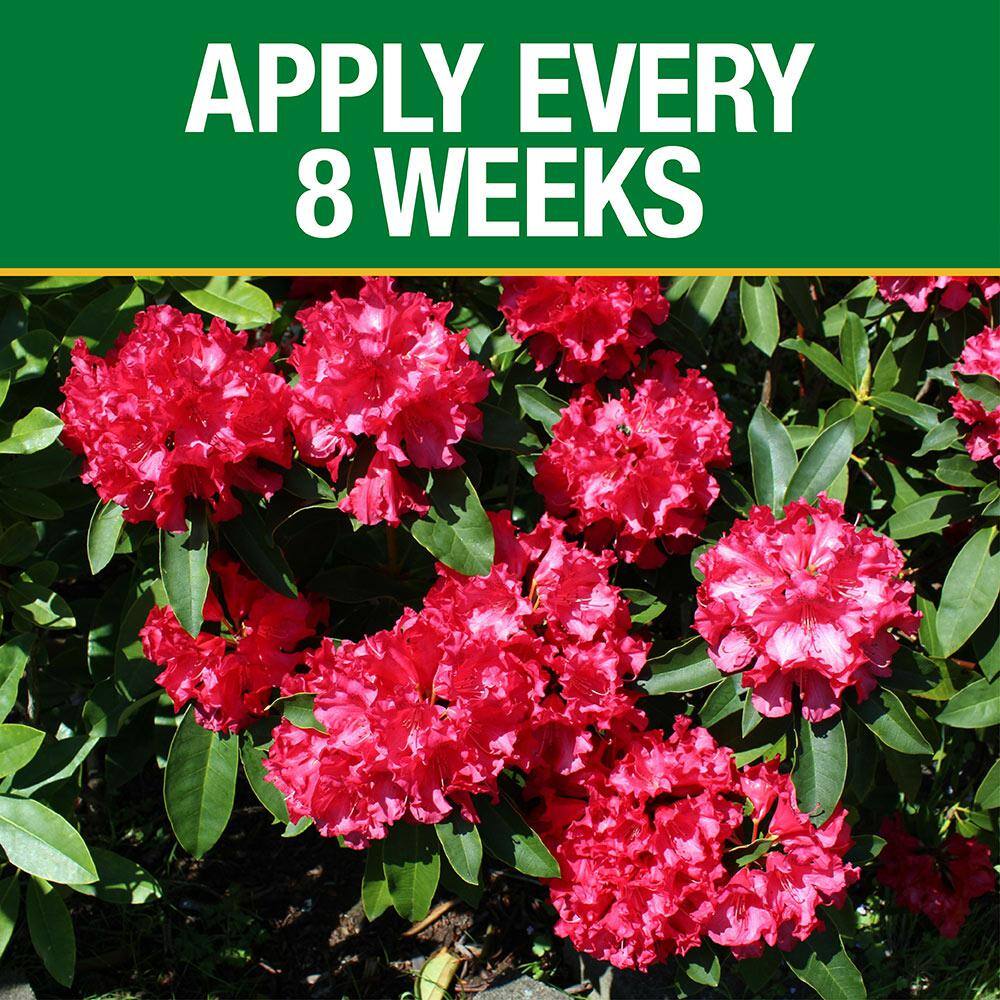 Vigoro 3.5 lb. All Season Azalea Camellia and Rhododendron Plant Food (10-8-8) 124248