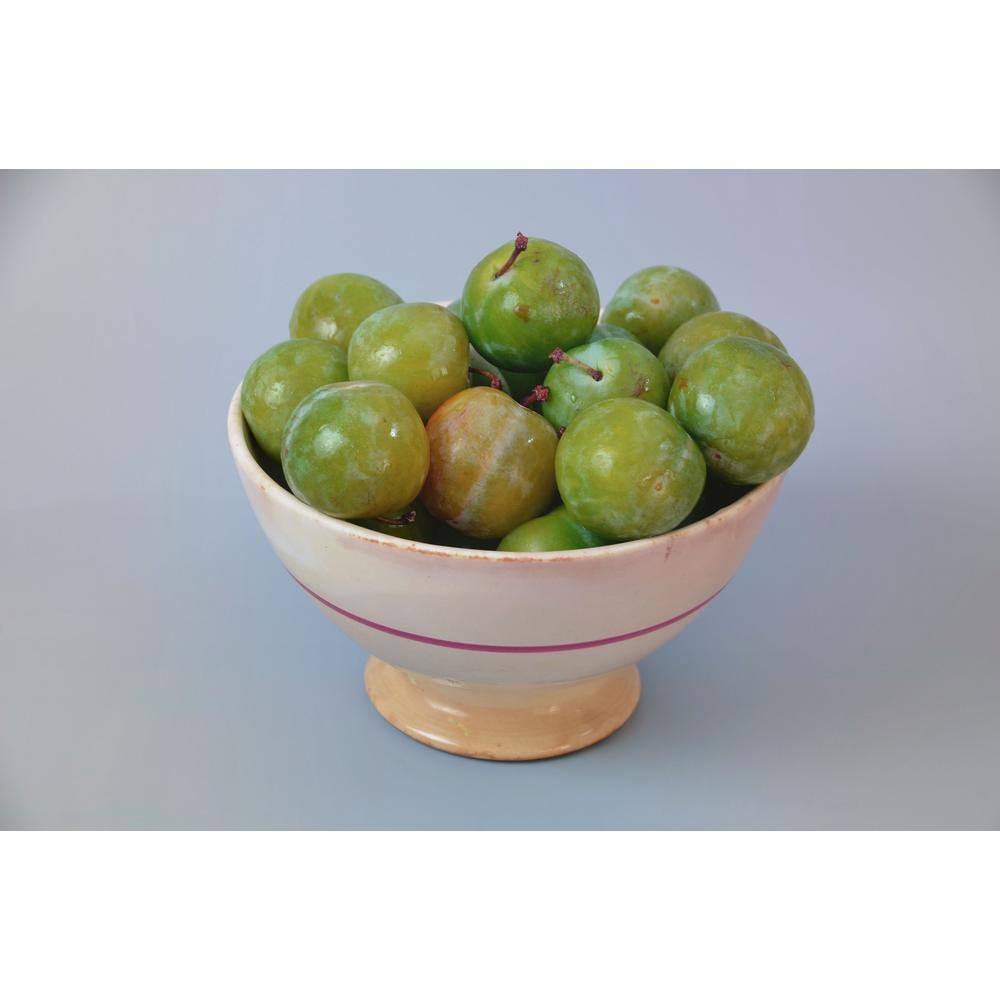 Online Orchards Dwarf Green Gage Plum Tree Bare Root FTPL005