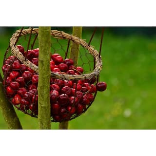 Online Orchards Lapins Cherry Tree - Self Pollinating Delicious Dark-Red Sweet Cherries (Bare-Root 3 ft. to 4 ft. Tall 2-Years Old) FTCH007