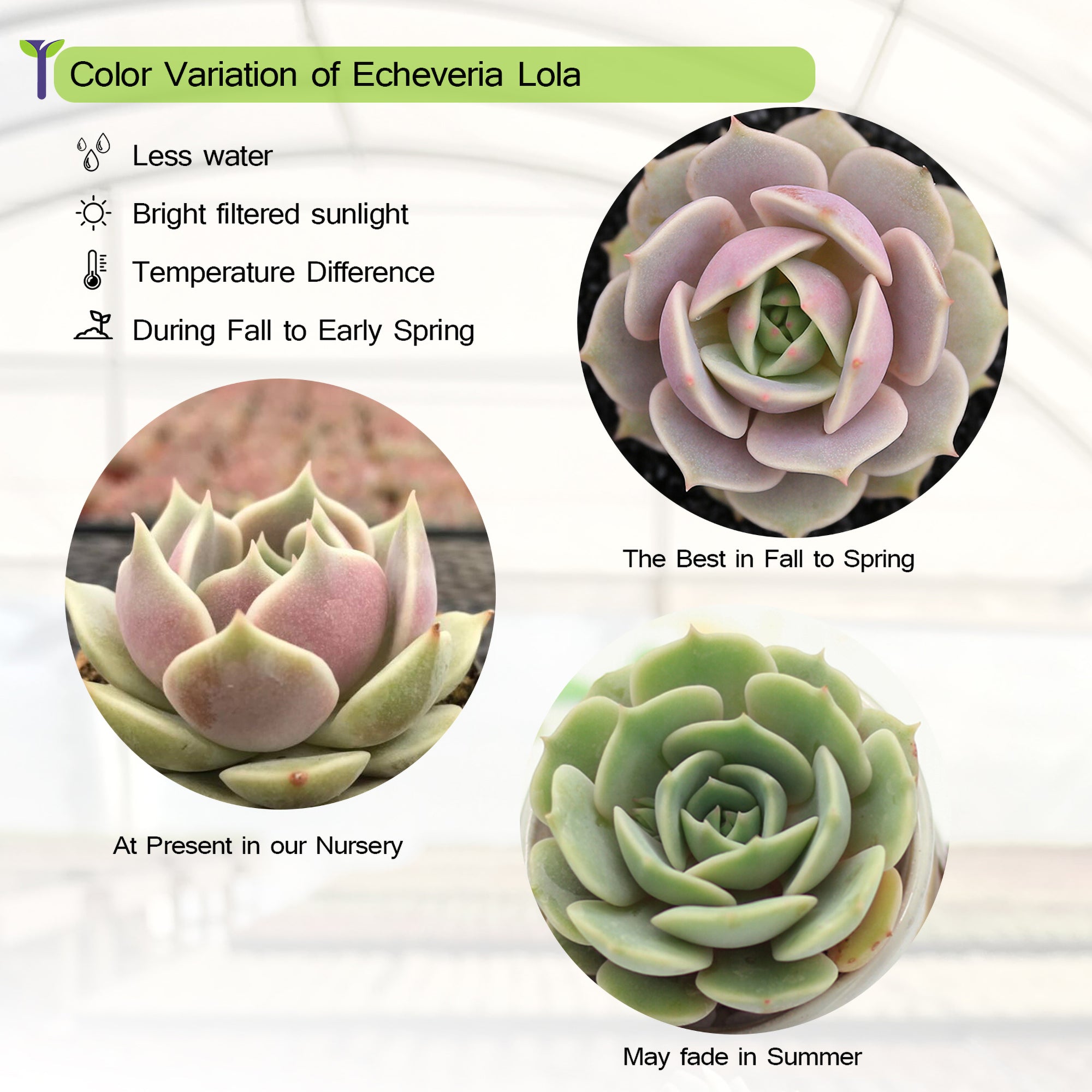 Succulent Live Plant - Echeveria Lola - Home Garden Rare Plant in 2” Planter