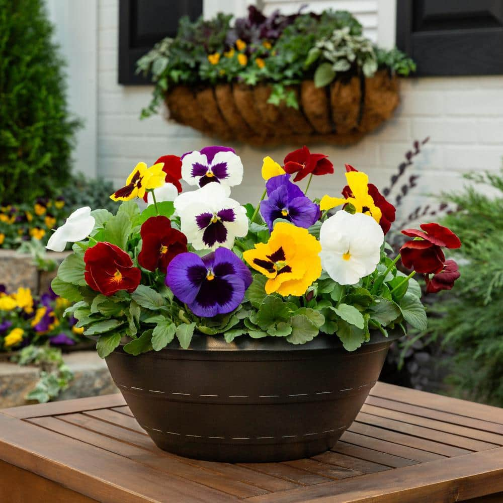 METROLINA GREENHOUSES 2 Qt. Pansy Multi-Color Clear Mix Annual Plant (3-Pack) 5237