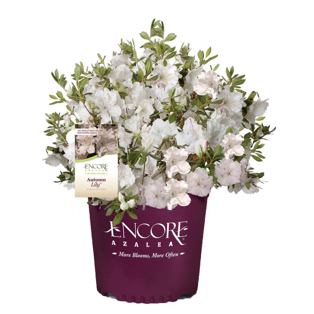 ENCORE AZALEA 1 Gal. Autumn Lily Azalea Shrub with White Flowers 16908