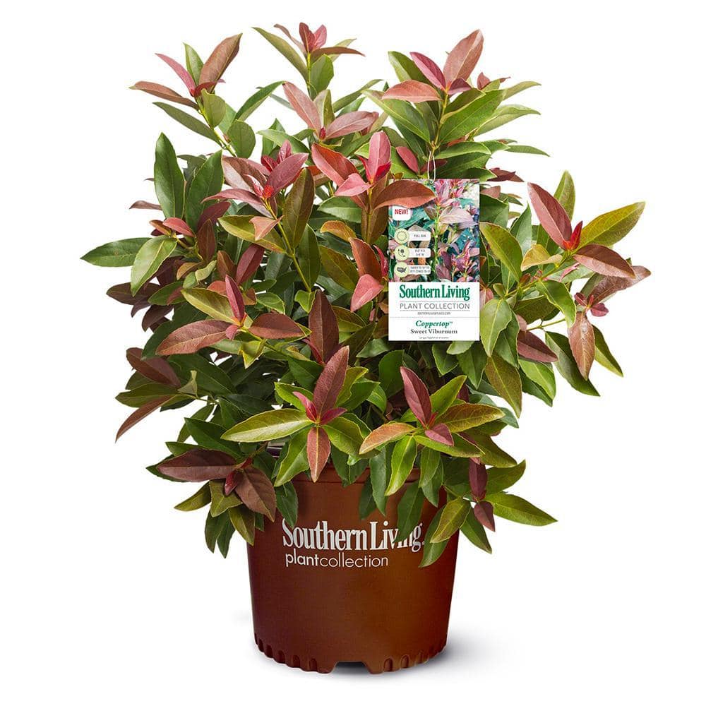 SOUTHERN LIVING 2 Gal. Copper Top Viburnum Shrub with Red to Green Foliage 17216