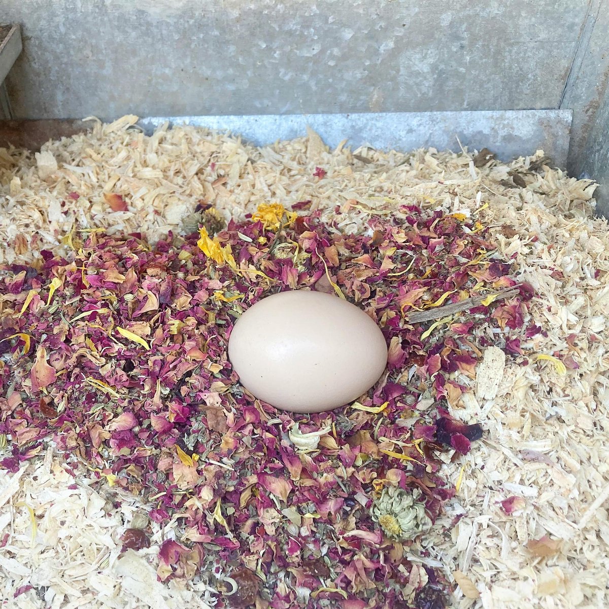 Pampered Chicken Mama WormBGone Coop and Poultry Nesting Box Herbs