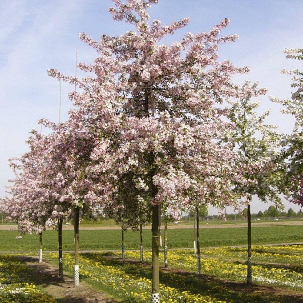 7 Gal. Floribunda Crabapple Flowering Deciduous Tree with Pink Flowers CRAFLO07G