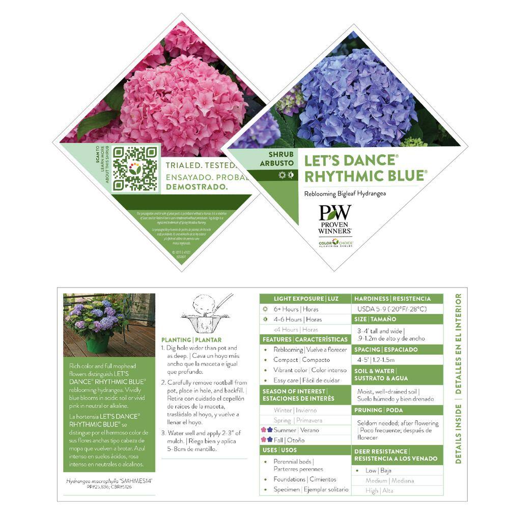 Proven Winners 2 Gal. Let's Dance Rhythmic Blue Hydrangea Shrub with Blue Flowers 14439