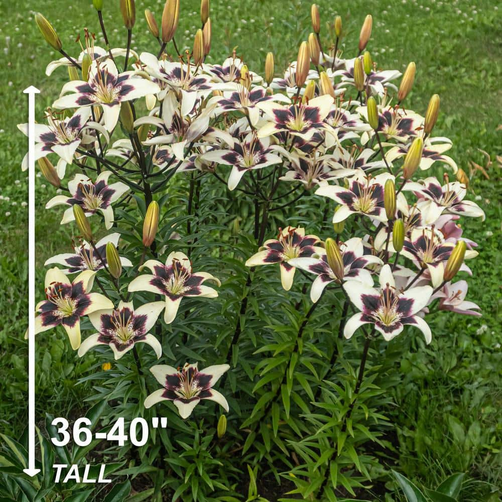 Garden State Bulb 1416 cm Netty's Pride Asiatic Lily Flower Bulbs (Bag of 30) ECS-51-30-03