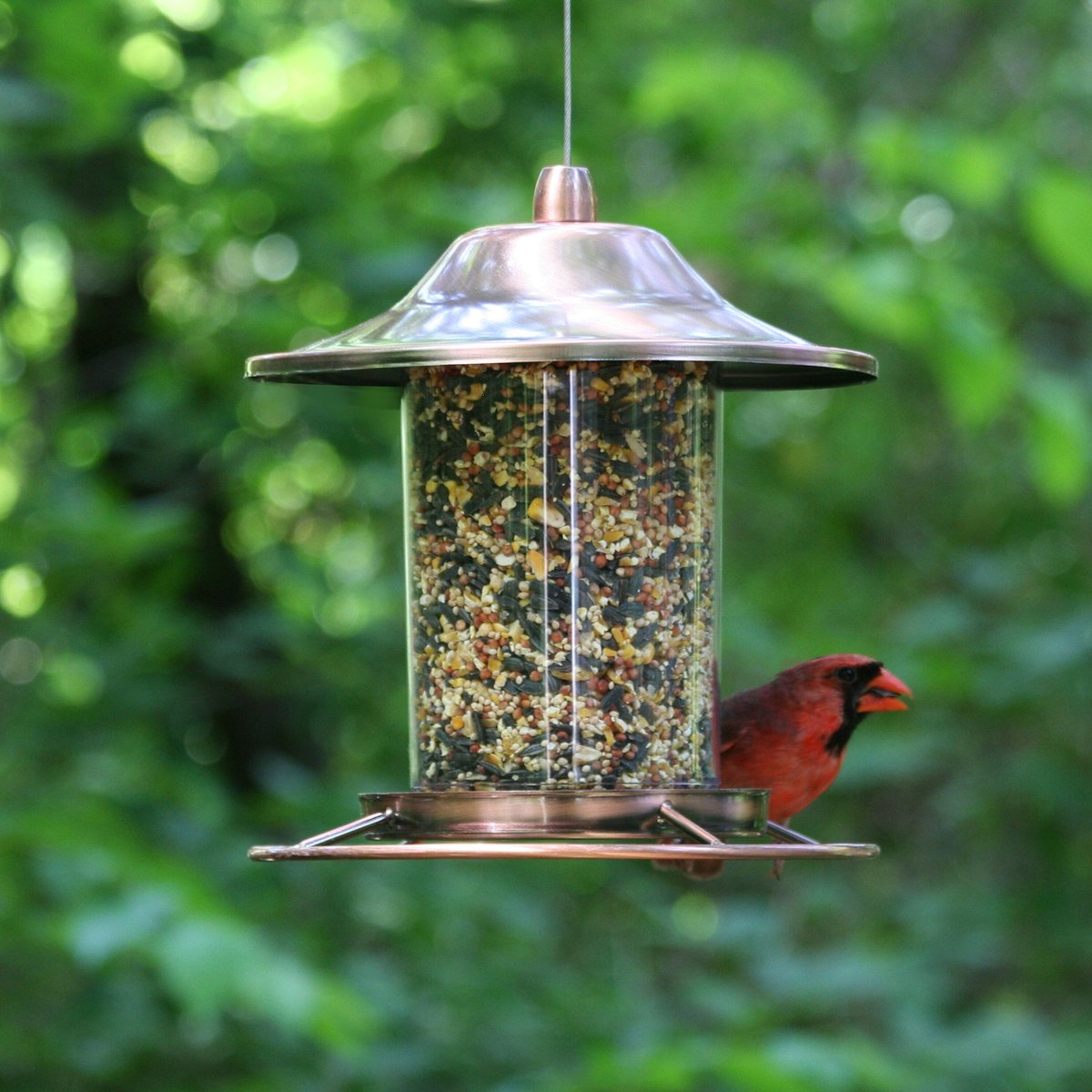 Perky-Pet Panorama Bird Feeder