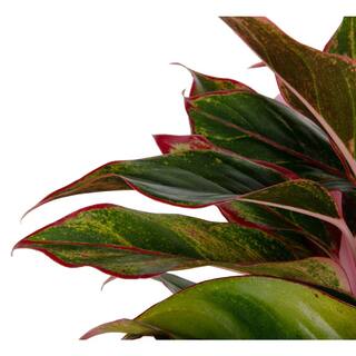 Costa Farms Aglaonema Indoor Chinese Evergreen Plant in 6 in. Ceramic Pot Avg. Shipping Height 1-2 ft. Tall 6SIAMAGHOL2PK