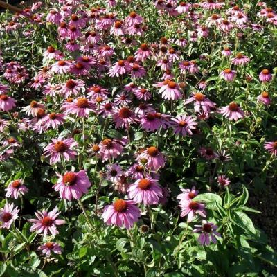 Classy Groundcovers - Echinacea purpurea 'Magnus' Brauneria purpurea， Rudbeckia purpurea {25 Pots - 3 1/2 inch Square}