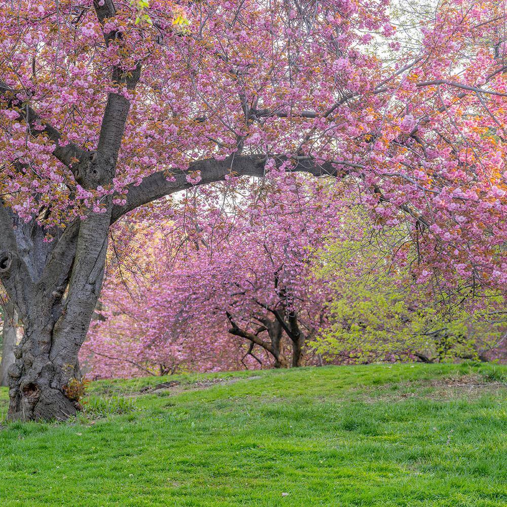 Perfect Plants 4-5 ft Tall. Japanese Kwanzan Cherry Tree in Grower's Pot Cherry Blossom Festival Blooms THD00518
