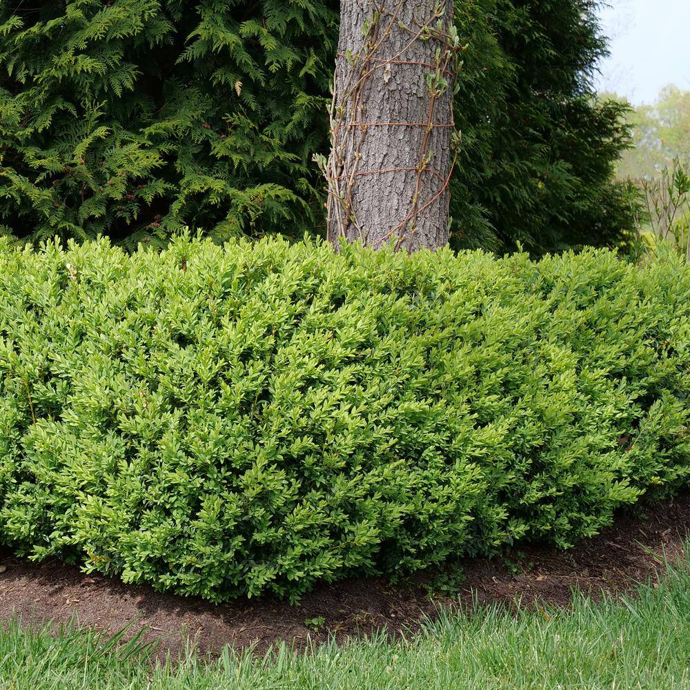 PROVEN WINNERS 1 Gal. North Star Boxwood Shrub 18188