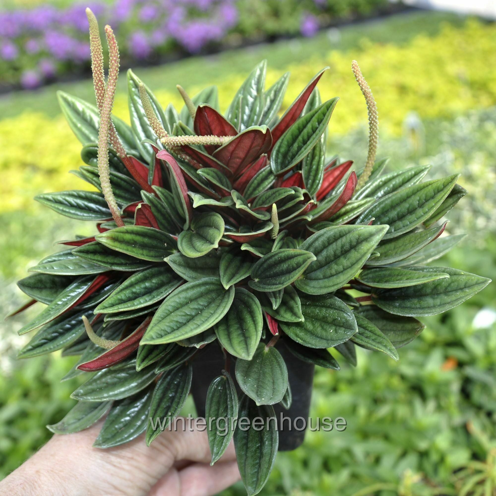 Peperomia Caperata Rosso - Pot Size: 3