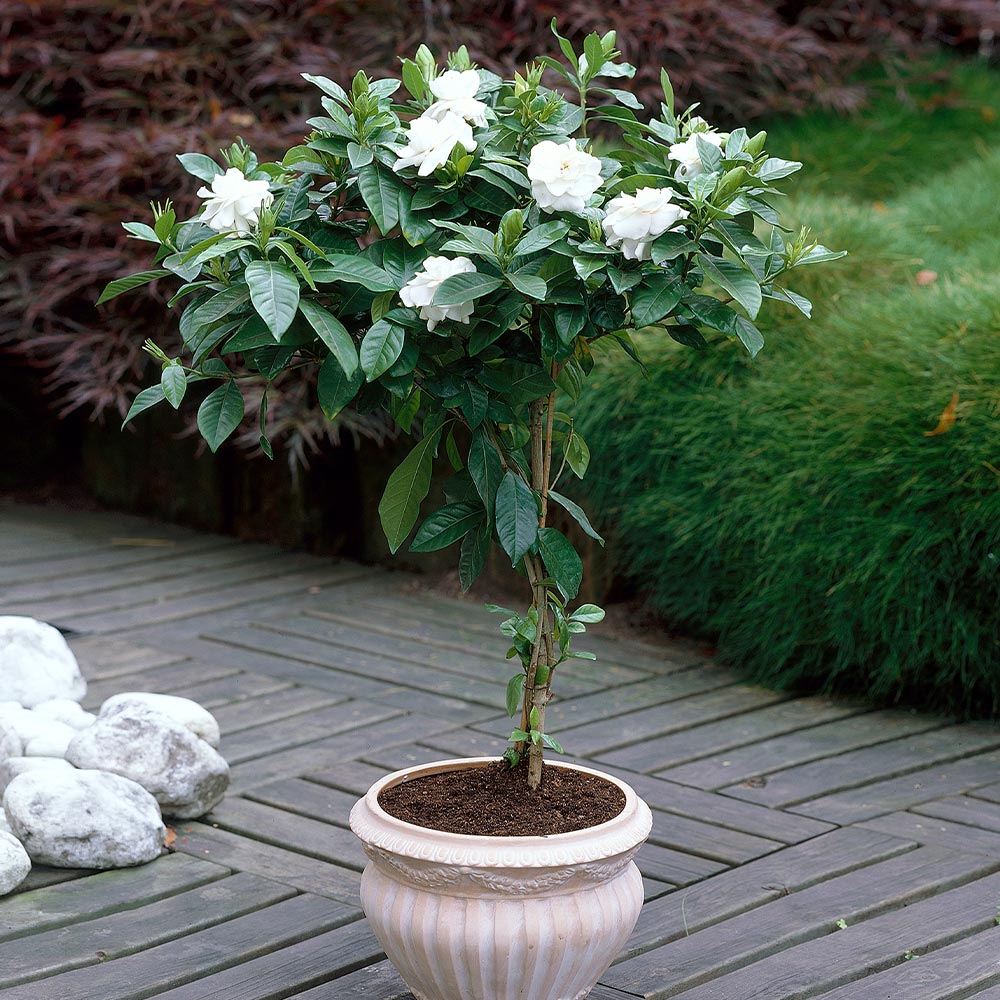 Double Blooming Gardenia Tree