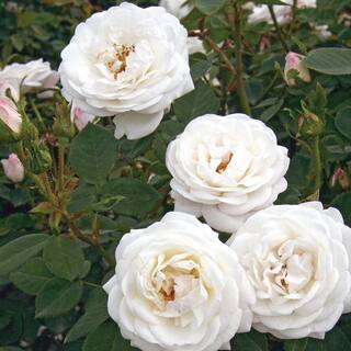 BLOOMABLES 2 Qt. Bloomables Pearlescent with Rose Bush with Pure White Flowers in Stadium Pot 84603