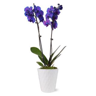 Just Add Ice Premium Purple Watercolor Orchid (Phalaenopsis) Plant in 5 in. White Ceramic Pottery J5064