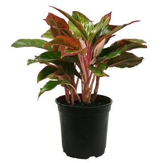 Costa Farms Aglaonema Creta Indoor Plant in 6 in. Grower Pot Avg. Shipping Height 1-2 ft. Tall 6AGCRETA