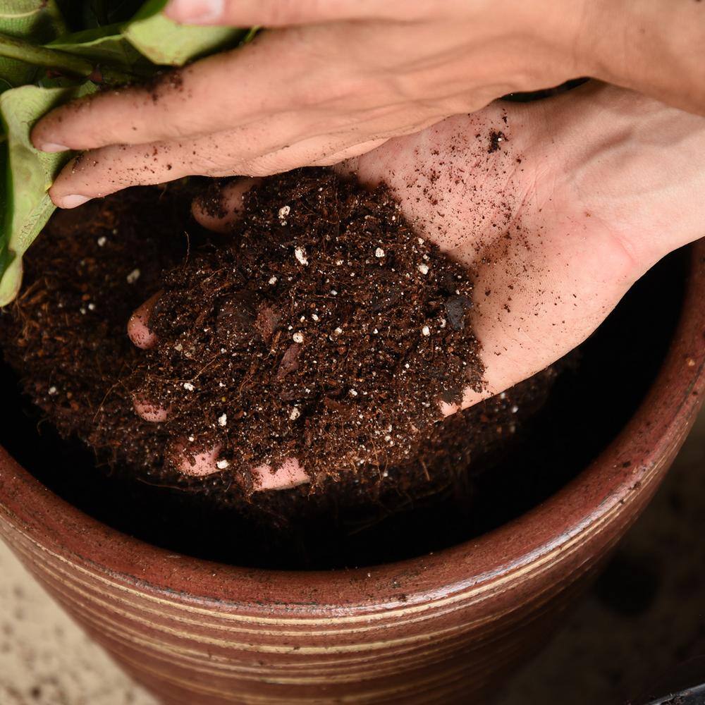 Perfect Plants 8 Qt. Fiddle Leaf Fig Soil Mix - Professional Blend For All Ficus Varieties HDSoil001