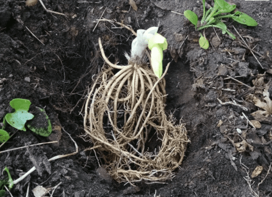 3 'So Sweet' Hosta Bareroot