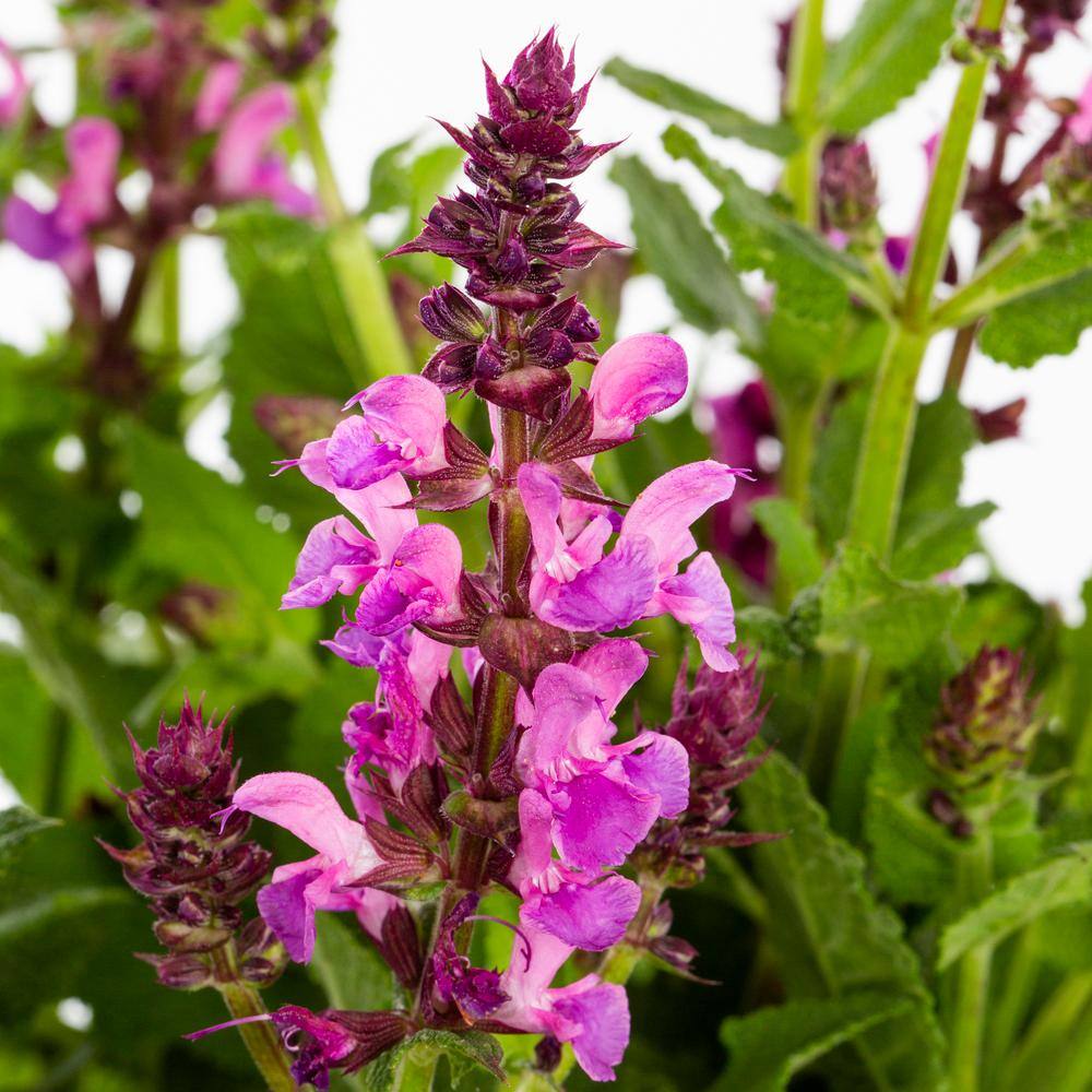 METROLINA GREENHOUSES 2.5 Qt. Marvel Pink Salvia Sage Plant 82206