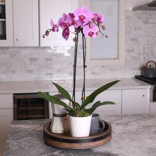 Just Add Ice Orchid (Phalaenopsis) Pink Plant in 5 in. White Ceramic Pottery J5007