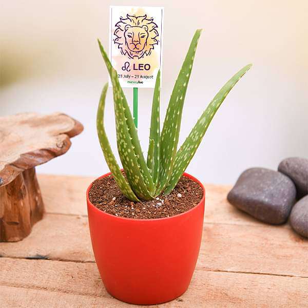 Aloe vera for Leo or Singh Rashi - Plant