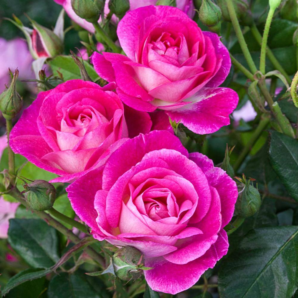 Spring Hill Nurseries Easy To Please 24 in. Tall Tree Rose Live Bareroot Plant Pink Color Flowers (1-Pack) 63464