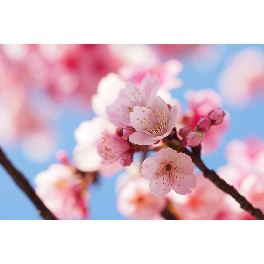 Online Orchards 3 ft. Autumnalis Cherry Blossom Tree with Twice Blooming Pink Flowers FLCH206