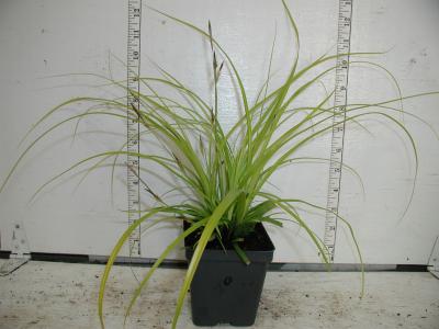 Classy Groundcovers - Everillo Sedge  {25 Pots - 3 1/2 inch Square}