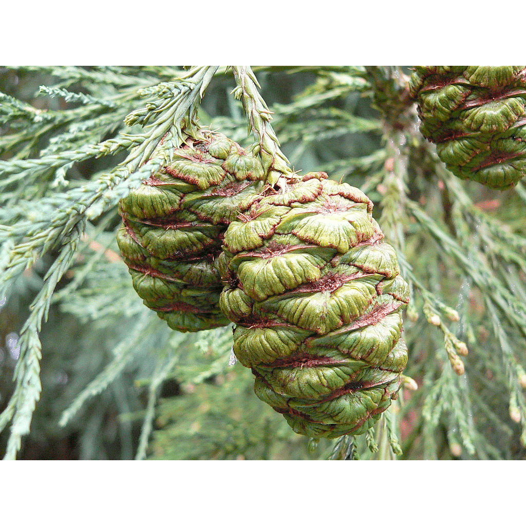 Giant Sequoia | Medium Tree Seedling | The Jonsteen Company