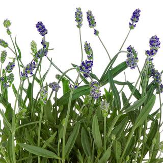 Vigoro 1 qt. Purple Lavender Scent Blue Perennial Plant 69058